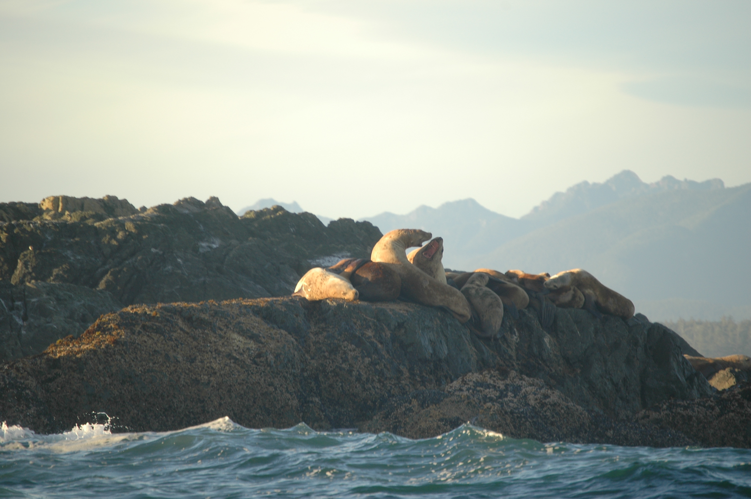 photos/wildlife/Mammal_Species/Steller Sea Lion/20070920-Canada-03.jpg